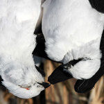 Up close view of two ptarmigan.