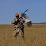 A prairie grouse flushing out of prairie grass close to a bird hunter preparing to shoulder his shotgun.