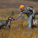 Bird hunter reaching down to retrieve a ptarmigan from a  bird dog.