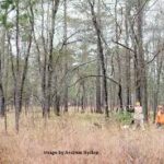 Hunter shooting at bobwhite quail in South Carolina woods with grassy understory.