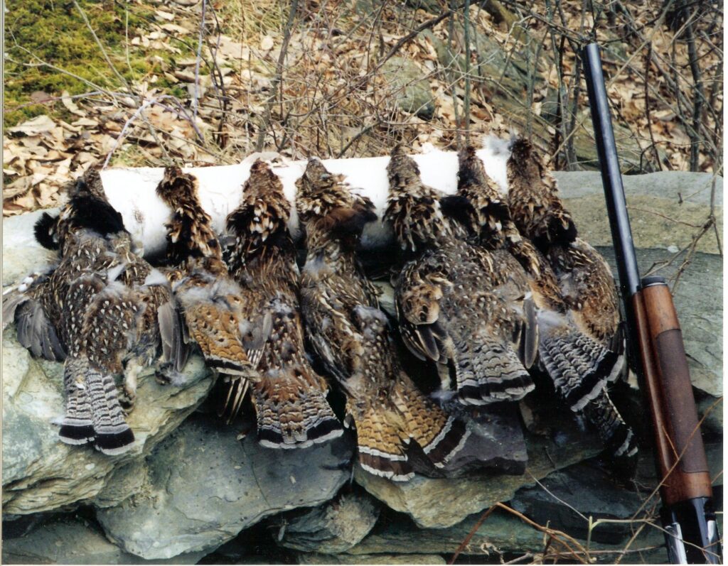 Photo displaying seven bagged ruffed grouse on a rock wall next to a shotgun.