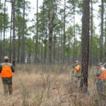 Three bird hunters walking through Georgia bobwhite quail habitat.