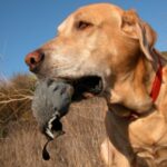 Closeup of a retriever holding a California quail in its mouth.