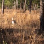 Dog in grassy field studded with pine trees is on point facing the viewer.