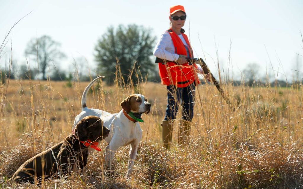 A woman with a shotgun stands in a field with two bird dogs.