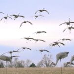 Sky full of sandhill cranes with cupped wings ready to land in a hunting spread of decoys.