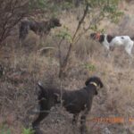 Three bird dogs pointing in scrub oak hillside.