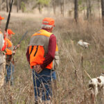 Several hunters and English pointers quail hunting.