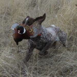 A bird dog making an enthusiastic retrieve carrying a rooster pheasant.