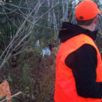 A bird hunter and gun dog working thick ruffed grouse cover.