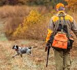 Bird dog running out of field and crossing a two track in front of a well-appointed bird hunter.