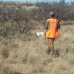 An orange-clad bird hunter approaching a dog on point near a mesquite tree.