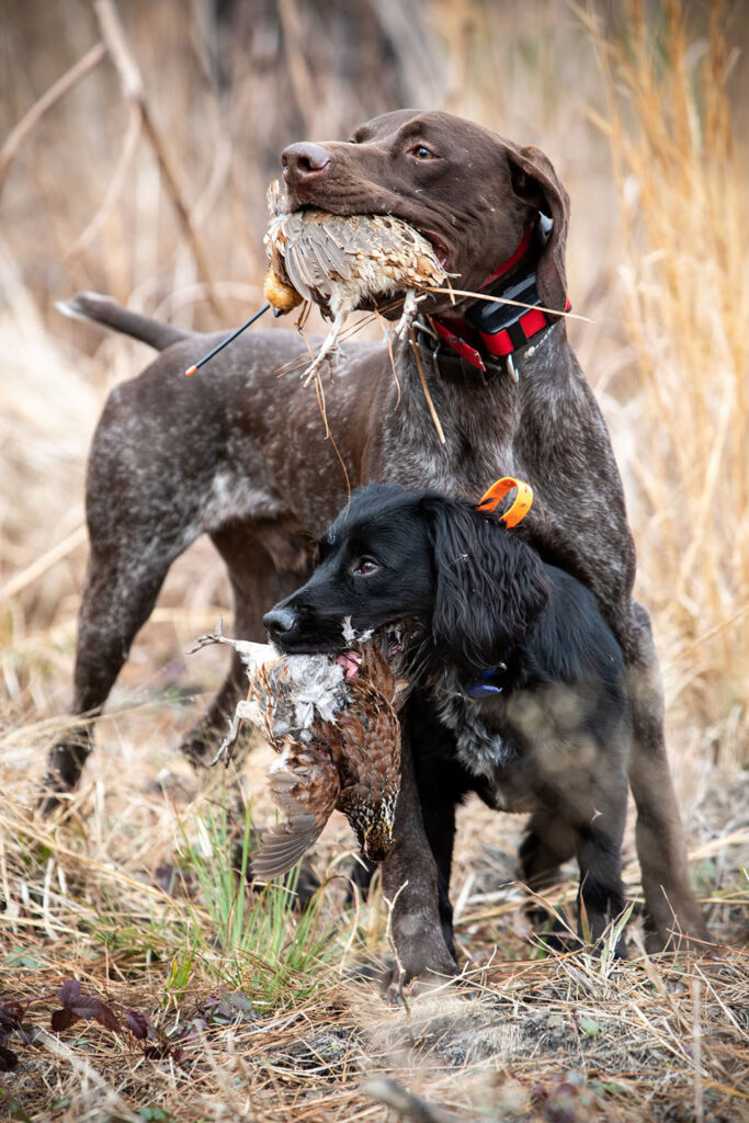 A pointing dog and a spaniel, each holding a harvested bobwhite quail in its mouth.