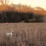 Low sun angle scene with white bird dog and bird hunter in prairie grass.