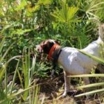 A bird dog pointing in lush green field.