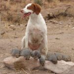 A bird dog posing behind a row of harvested quail.