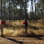 Action shot of bird hunters swinging on game birds in grassy pine woods.