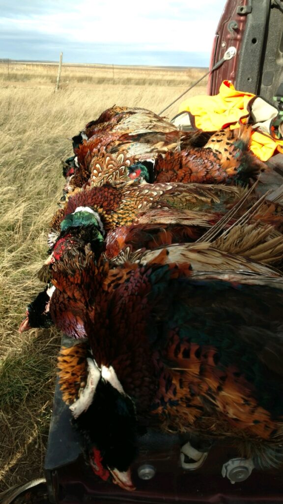 Side view of tailgate loaded down with harvested rooster pheasants.