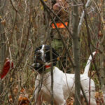 Close up of an Englis pointer holding a point in thick aspen cover while a bird hunter approaches in the background.