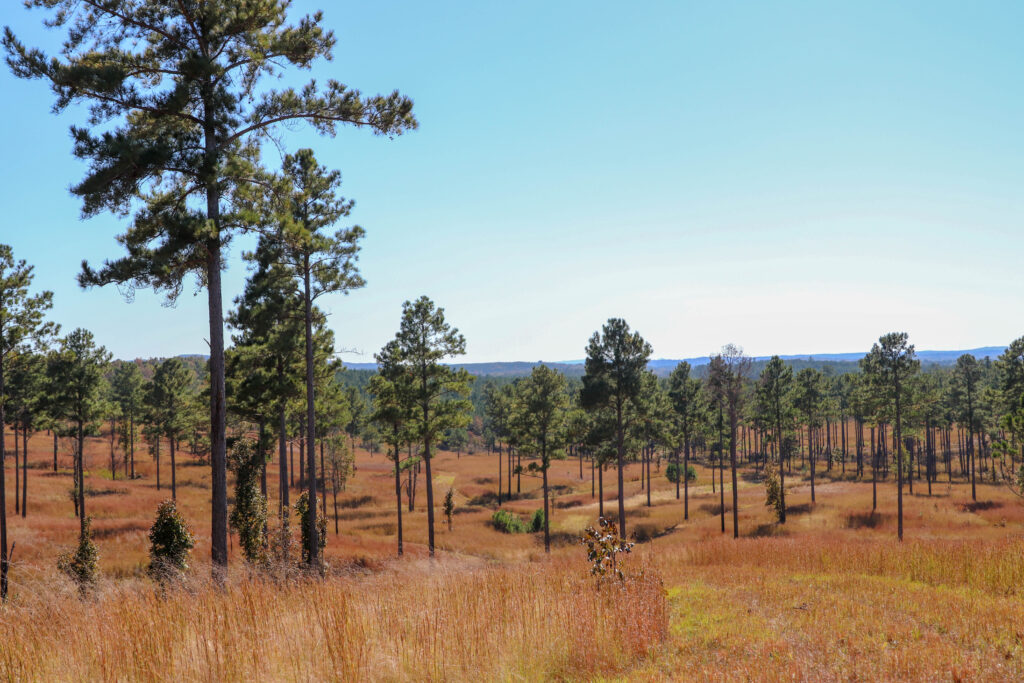 Outdoor scene featuring rolling field interspersed with pine trees.