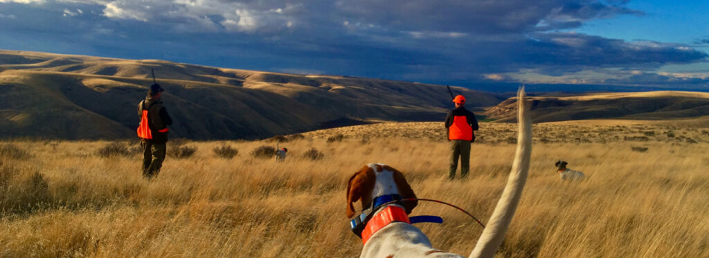 A pointing dog in the foreground with bird hunters further out expecting to flush game birds.