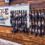 Many harvested rooster pheasants displayed on a trophy wall by the Lodge's signage.