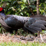 Photo of exotic pheasant.