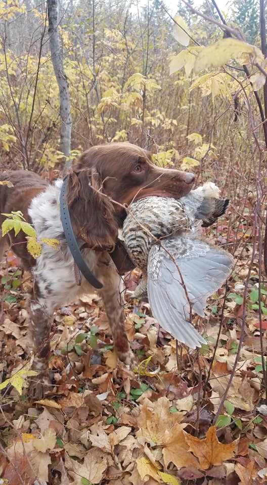 Laney’s Guide Service Bird Country Resorts