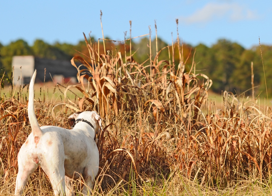 The Clinton House Plantation Bird Country Resorts