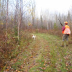 A bird hunter approaches a white bird dog on point on the edge of a two track. 