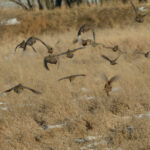 Many pheasants in a field, both flying and sitting.