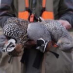 Close up of three harvested species of colorful quail, Mearns, Gamble's and scaled.