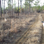 Bird dogs on point near two track.