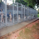 Row of bird dogs in kennel runs.