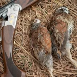 An open over and under shotgun with two harvested bobwhite quail.