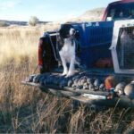 Bird dog on tailgate with row of bagged game birds.