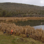 Hunter along cover bordering lake.