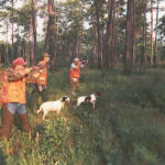 Bird hunting guide and hunters with two bird dogs trying to harvest bobwhite quail in Georgia.