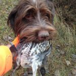 Bird dog retrieving a harvested ruffed grouse to a bird hunter's hand.