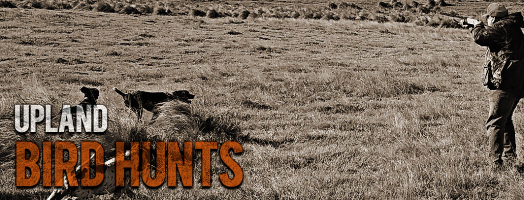 Black and white scene of bird dogs and hunter aiming a shotgun.