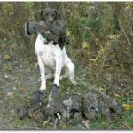 A bird dog holding a ruffed grouse in it's mouth behind a row of more harvested ruffed grouse.