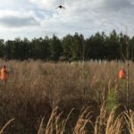 Hunters in field with pheasant in air.