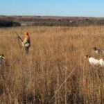 Bird dogs and hunter in game bird cover.