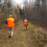 Two bird hunters walk down two-track bordered by aspen woods.