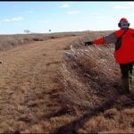 Bird hunting guide giving hand signals to gun dog.