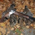 Ruffed grouse in leaves posed with shotgun.