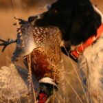 Close up of bird dog holding a rooster pheasant in its mouth.