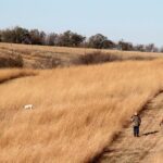 Hunter watches bird dog running through prairie cover.