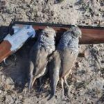 Harvested scaled quail with over and under shotgun.