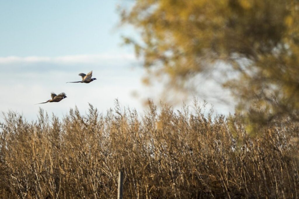 Pheasants with blue sky background framed by weedy cover and brush.